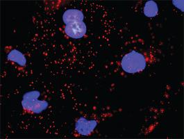 Anti-EGFR + CDH1 Antibody Pair