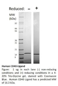 Human recombinant CD40-ligand (from <i>E. coli</i>)