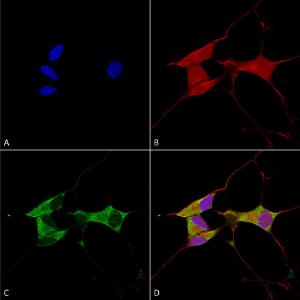 Anti-Mitofusin 2 antibody