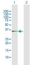 Anti-USP18 Rabbit Polyclonal Antibody