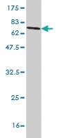 Anti-SAMM50 Mouse Monoclonal Antibody [clone: 2A9]