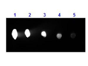 Goat-A-human IgG (H+L) 500 μl