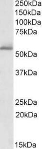 Anti-PDE1A Antibody (A82692) (1 µg/ml) staining of Human Cerebellum lysate (35 µg protein in RIPA buffer). Primary incubation was 1 hour. Detected by chemilu minescence