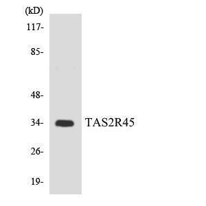 Western blot analysis of the lysates from HepG2 cells using Anti-TAS2R45 Antibody