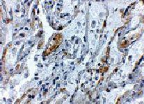 Anti-TNFAIP3 Rabbit Polyclonal Antibody