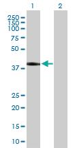 Anti-DLK1 Mouse Polyclonal Antibody