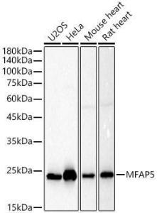 Western blot analysis of various lysates, using Anti-MAGP2 Antibody (A309868) at 1:900 dilution