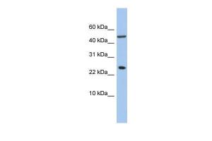 Anti-ANKRD7 Rabbit Polyclonal Antibody