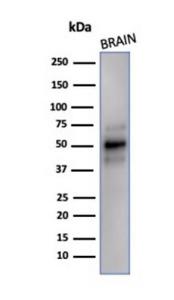 Western blot analysis of human brain tissue lysate using Anti-NeuN Antibody [NeuN/288R]