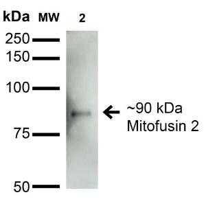 Anti-Mitofusin 2 antibody