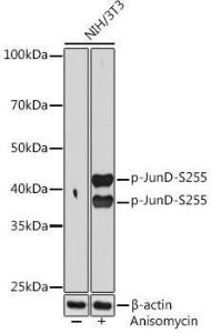 Antibody A305985-100 100 µl