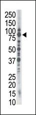 Anti-SMURF1 Rabbit Polyclonal Antibody