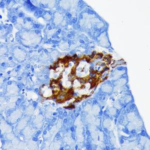 Immunohistochemistry analysis of paraffin-embedded mouse pancreatic islet using Anti-Chromogranin A Antibody [ARC1643] (A307702) at a dilution of 1:100 (40X lens). Perform microwave antigen retrieval with 10 mM Tris/EDTA buffer pH 9.0 before commencing with IHC staining protocol