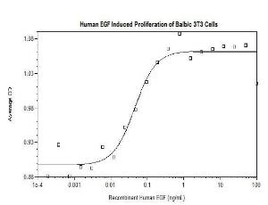 Human Recombinant EGF (from <i>E. coli</i>)