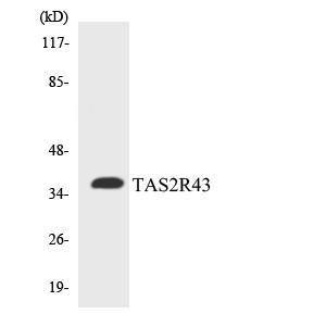 Western blot analysis of the lysates from COLO205 cells using Anti-TAS2R43 Antibody