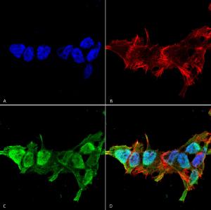 Anti-Mitofusin 2 antibody