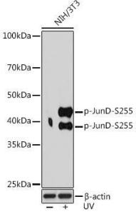 Antibody A305985-100 100 µl