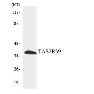 Western blot analysis of the lysates from HepG2 cells using Anti-TAS2R39 Antibody