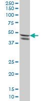 Anti-SMAD7 Mouse Monoclonal Antibody [clone: 1G10]