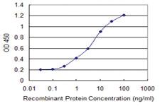 Anti-KLHL2 Mouse Monoclonal Antibody [clone: 3G3]