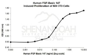 Human recombinant FGF-basic 147 (from <i>E. coli</i>)