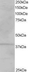 Anti-VPS26A Antibody (A82694) staining (1µg/ml) of Human Kidney lysate (RIPA buffer, 35µg total protein per lane). Primary incubated for 1 hour. Detected by chemiluminescence.