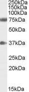 Antibody anti-NRG3 A84234-100 100 µg