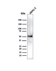 Western blot analysis of HepG2 cell lysate using Anti-ALDH1A1 Antibody [ALDH1A1/4793]