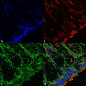 Immunohistochemistry analysis of mouse colon, fixed in formali