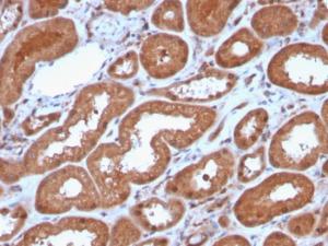 Immunohistochemical analysis of formalin-fixed, paraffin-embedded human kidney using Anti-MTAP Antibody [MTAP/3137R]