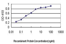 Anti-KIF15 Mouse Monoclonal Antibody [clone: 4D4]