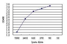 Anti-ERMAP Antibody Pair