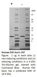 Human recombinant FGF-basic 147 (from <i>E. coli</i>)