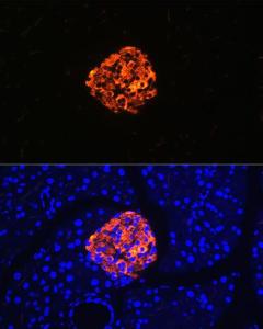 Immunofluorescence analysis of rat pancreas using Anti-Chromogranin A Antibody [ARC1643] (A307702) at a dilution of 1:100 (40X lens). DAPI was used to stain the cell nuclei (blue)