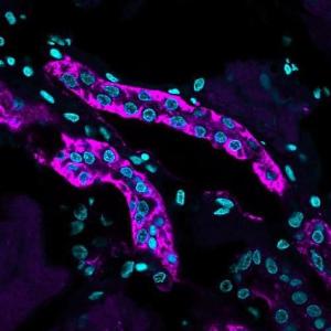 Immunohistochemical anaylsis of formalin-fixed, paraffin-embedded human kidney using Anti-Cadherin 16 Antibody [CDH16/1071] followed by goat anti-mouse IgG (CFand#174; 640R) (Purple)