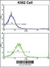 Anti-SYT6 Rabbit Polyclonal Antibody