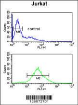 Anti-SHCBP1 Rabbit Polyclonal Antibody (FITC (Fluorescein Isothiocyanate))