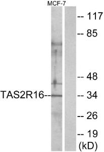 Western blot analysis of lysates from MCF-7 cells using Anti-TAS2R16 Antibody. The right hand lane represents a negative control, where the antibody is blocked by the immunising peptide