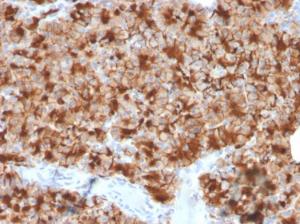 Immunohistochemical analysis of formalin-fixed, paraffin-embedded human pancreas using Anti-Glycoprotein 2 Antibody [GP2/3416]