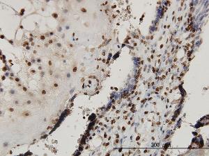 Anti-SMAD7 Mouse Monoclonal Antibody [clone: 1G10]