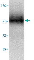 Anti-SIGLEC11 Rabbit Polyclonal Antibody