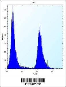 Anti-SERPINE1 Rabbit Polyclonal Antibody (HRP (Horseradish Peroxidase))