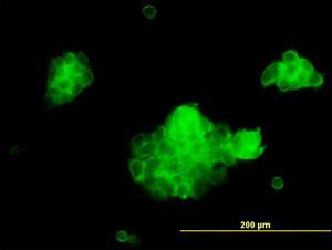 Anti-STX5 Mouse Monoclonal Antibody [clone: 5A6]