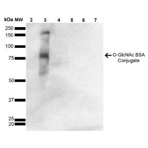 Western blot analysis of GlcNAc-BSA Conjugate showing detection of 67 kDa O-GlcNAc protein using Anti-O-GalNAC Antibody [9H6] (A304788) at 1:1,000 for 2 hours at room temperatur