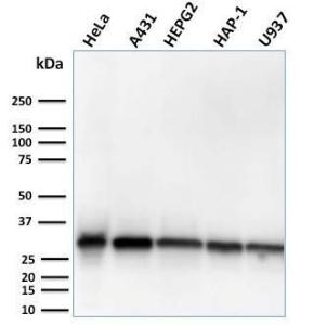 Western blot analysis of human HeLa, A431, HepG2, HAP1, and U937 cell lysates using Anti-MTAP Antibody [MTAP/3137R]