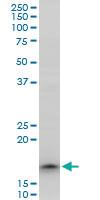 Anti-TOMM22 Mouse Polyclonal Antibody