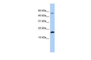 Anti-LYZL6 Rabbit Polyclonal Antibody