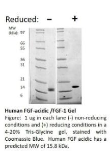 Human recombinant FGF-acidic (from <i>E. coli</i>)