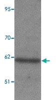 Anti-KPNA1 Rabbit Polyclonal Antibody