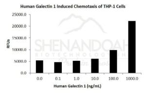 Human Recombinant Galectin-1 (from E. coli)